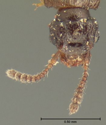 Media type: image;   Entomology 6556 Aspect: head dorsal view 2
